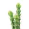 Hello Honey® 18" Cereus Cactus in Terra Cotta Colored Pot